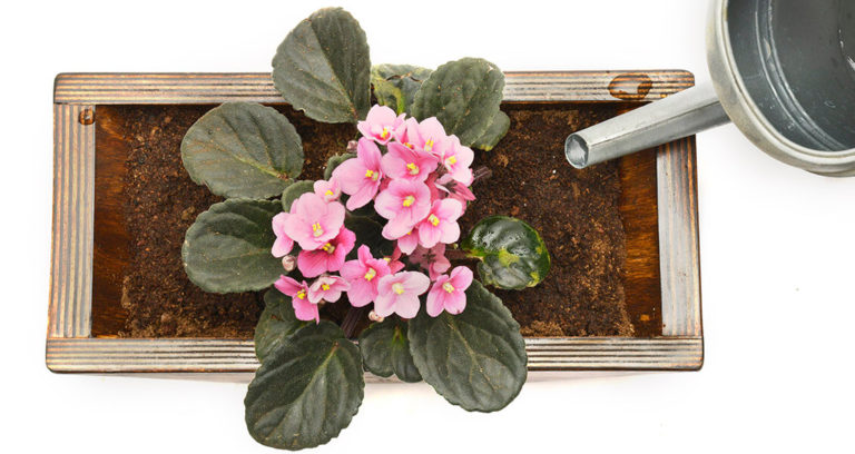Flower Pot Top